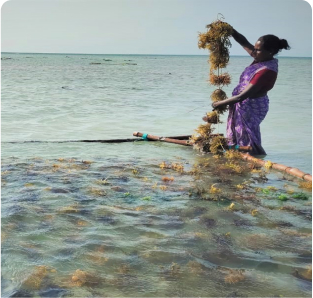 processing and markeing